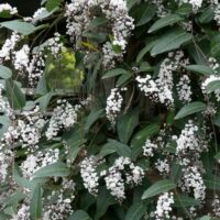 A dense cluster of small white Hardenbergia 'Free n Easy' PBR 6" Pot flowers blooming on a shrub with dark green leaves.