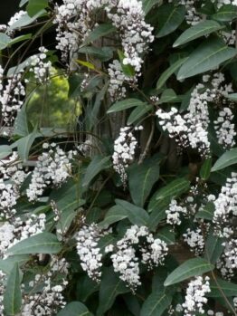 A dense cluster of small white Hardenbergia 'Free n Easy' PBR 6" Pot flowers blooming on a shrub with dark green leaves.