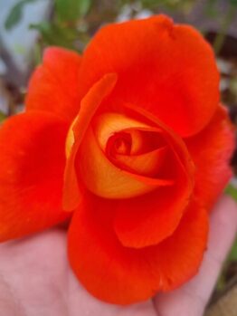 A vibrant orange Rose 'Las Vegas' 3ft Standard with gently curled petals rests in a hand, set against a blurred backdrop of green foliage.