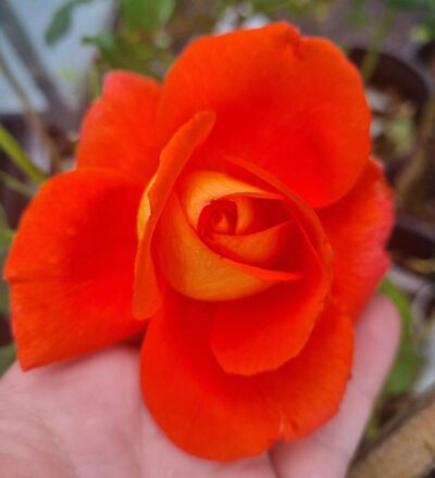 A vibrant orange Rose 'Las Vegas' 3ft Standard with gently curled petals rests in a hand, set against a blurred backdrop of green foliage.
