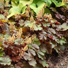 Diverse Heuchera 'Blondie' Coral Bells 6" Pot plants, displaying a range of colorful foliage from green to deep burgundy, with tall bloom stalks.