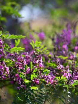 Indigofera australis Australian Indigo beautiful purple flowers on australian native shrub