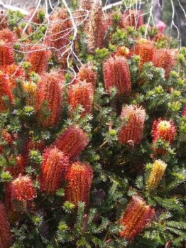 A vibrant Banksia 'Little Eric' 8" Pot shrub with numerous bright orange cylindrical flower spikes and dense green foliage.
