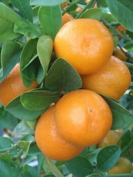 Ripe Citrus Cumquat 'Meiwa' (Dwarf) 8" Pot oranges clustered on a tree branch, surrounded by glossy green leaves.