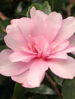 A close-up photograph of a pink Camellia sasanqua 'Mignonne' 8" Pot flower with dark green leaves in the background.