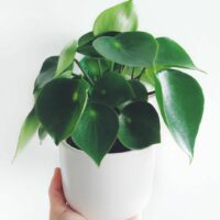 A person holding a white Peperomia 'Raindrop/Coin Leaf' 7" Pot containing a lush green Peperomia Raindrop plant against a plain white background.