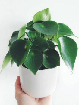 A person holding a white Peperomia 'Raindrop/Coin Leaf' 7" Pot containing a lush green Peperomia Raindrop plant against a plain white background.