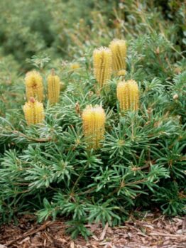 Yellow flower spikes and green foliage of a Banksia 'Stumpy Gold' 6" Pot flourishing in a garden setting.