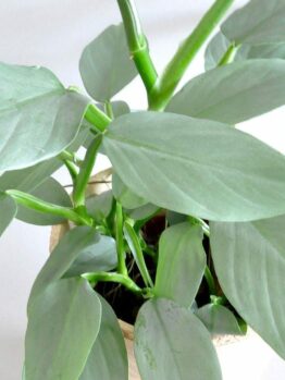 A healthy Philodendron 'Silver Sword' 8" Pot houseplant with broad leaves against a plain white background.