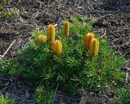 A Banksia bush with green foliage and multiple elongated, cylindrical yellow flowers stands on a bed of dried mulch, aptly named Banksia 'Stumpy Gold' 6" Pot. Planted in a 6" pot, it adds a touch of natural elegance to any garden space.