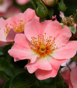 Close-up of Rose 'Coral' PBR Carpet Roses with yellow stamens, surrounded by green leaves and buds.