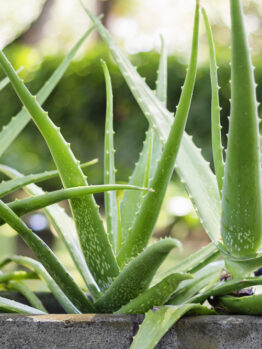 Aloe Vera