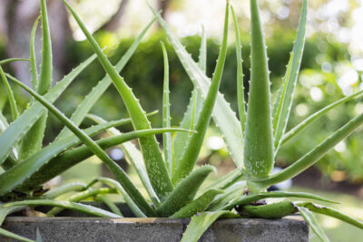 Aloe Vera 3" Pot