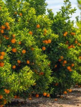 Citrus Orange Tree 'Seedless' 10'' Pot