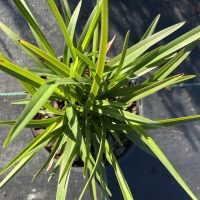 Top view of a green, spiky-leafed Dianella 'Little Jess™' Flax Lily 6" Pot in a black pot, set on a dark surface with sunlight casting shadows.