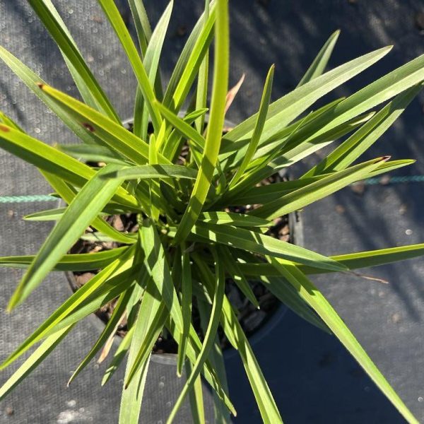 Top view of a green, spiky-leafed Dianella 'Little Jess™' Flax Lily 6" Pot in a black pot, set on a dark surface with sunlight casting shadows.