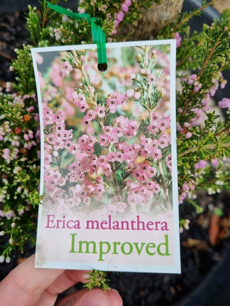 Erica melanthera 'Pink' 6" Pot - Image 5