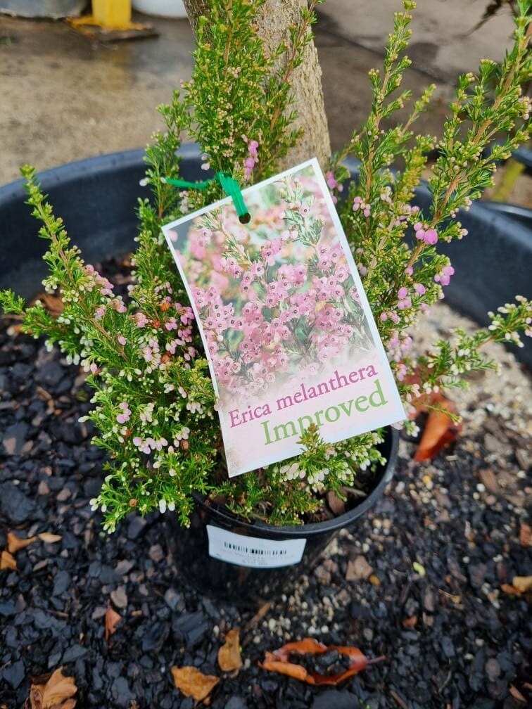 Erica melanthera 'Pink' 6" Pot - Image 4