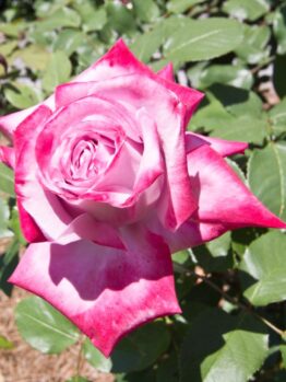 A close-up of Rose 'Paradise™' Bush Form in bloom, featuring its pink and white petals amidst lush green leaves in a garden setting.