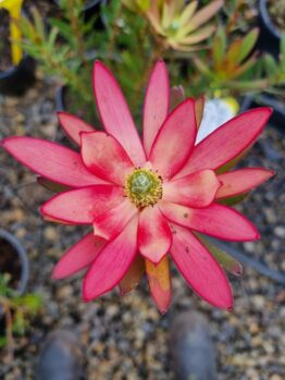 A close-up of Leucadendron 'Safari Sunset' features pink-red pointed petals and a green center, surrounded by potted plants on a rocky surface.