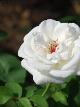 A close-up image of a single white rose with reddish-pink speckles at the center, surrounded by green leaves in soft-focus background from Rose 'Mount Shasta' Bush Form.