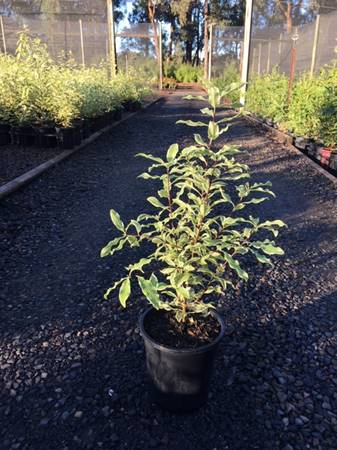 A Pittosporum eugenioides 'Variegatum' 8" Pot planted in a gravel pathway in a sunny nursery with other plants in the background.