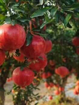 Punica 'Wonderful' Pomegranate
