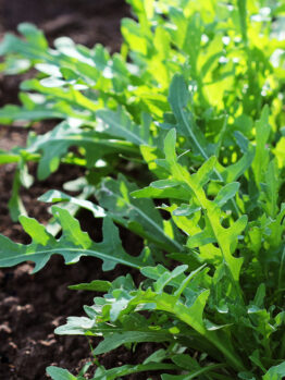 Rocket 'Wild' 4" Pot
