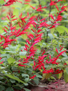 Salvia 'Pineapple Sage' 4" Pot