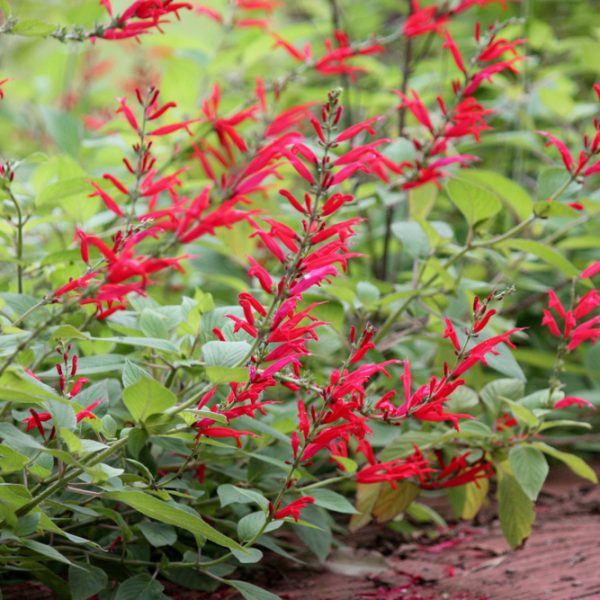 Salvia 'Pineapple Sage' 6" Pot
