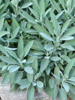 Salvia 'Common Sage'