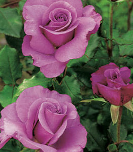 Rose 'Shocking Blue' 2ft Standard