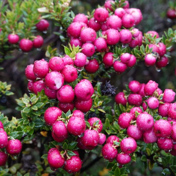 Ugni 'Chilean Guava' 2L Pot