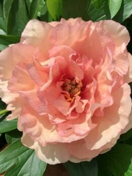 A Paeonia 'Canary Brilliants' Peony Rose from an 8" pot features a peach bloom, elegantly encircled by lush green leaves in the sunlight.