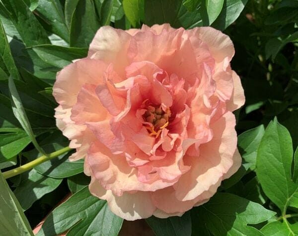A Paeonia 'Canary Brilliants' Peony Rose from an 8" pot features a peach bloom, elegantly encircled by lush green leaves in the sunlight.