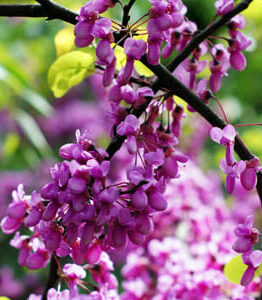 Close-up of Cercis 'Showgirl' Redbud 13" Pot blossoms with vibrant green leaves.