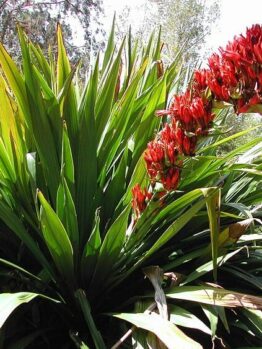 Doryanthes 'Giant Spear Lily' 16" Pot