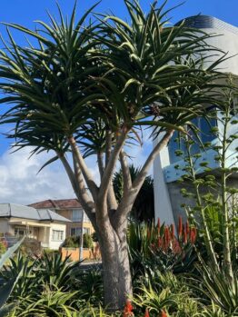 A tall tree with long, narrow leaves stands in a garden adorned with vibrant Osteospermum 'Serenity™ Dark Purple' African Daisies and various other plants and flowers, in front of a modern house on a sunny day.