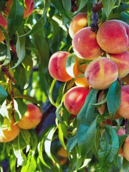 Ripe peaches hanging on a Prunus 'Elberta' Peach Tree 10" Pot in an orchard, bathed in sunlight.