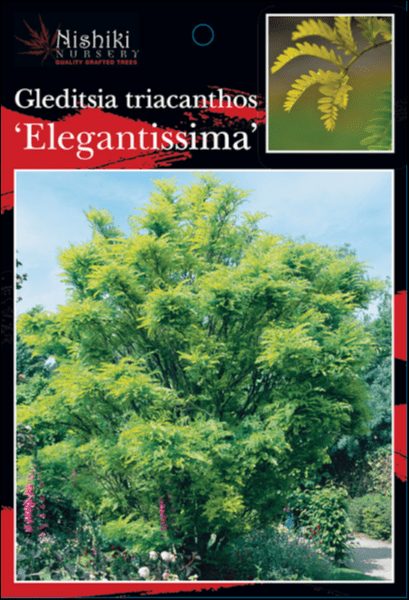 Image shows a plant tag from Nishiki Nursery for Gleditsia 'Elegantissima' 12" Pot, highlighting a tree with bright green foliage, available in a 12" pot.