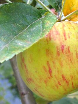Malus 'Gravenstein' Apple Tree 8" Pot with yellow and red stripes hanging on a tree branch, surrounded by green leaves.