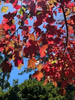 Sunlit red and orange autumn leaves of the Acer rubrum 'Fairview Flame' Maple glow on tree branches, set against a clear blue sky and green trees in the background.