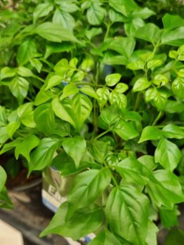 Close-up of healthy Radermachera 'China Doll' plants growing in pots, featuring pointed leaves and dense foliage. This attractive indoor plant brings lush greenery to any space.