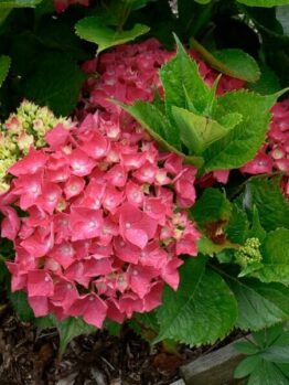 Hydrangea macrophylla 'Red' 8" Pot shrubs with clusters of pink blossoms and green leaves in a garden mulched with wood chips.