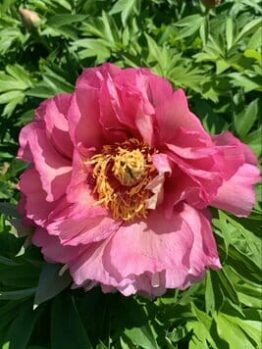 The Paeonia 'Julia Rose' Peony Rose 8" Pot showcases a pink peony in full bloom, elegantly encircled by lush green leaves.