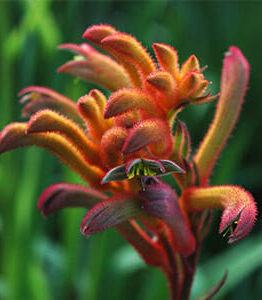 Vibrant red and orange Anigozanthos 'Bush Blitz™' Kangaroo Paw 6" Pot with fuzzy, curved flowers and a green blurred background.