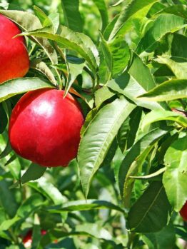 Prunus 'Early Rivers' Nectarines hanging on a branch with green leaves in bright sunlight.