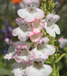 Close-up of white and pink Penstemon 'Osprey' 4" Pot flowers with a blurred background of green foliage and blue flowers.