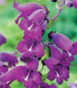 A cluster of vibrant purple bell-shaped Penstemon 'Midnight' 4" Pot flowers on a green blurred background.