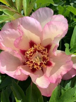 The Paeonia 'Pastel Splendour' Peony Rose in an 8" pot features pink and white petals with a dark red center, yellow stamens, and is elegantly framed by green leaves.